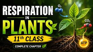 🔥 Respiration in Plants MCQ Test | Class 11 Biology Quiz with Answers
