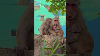 bandariya aur uske bache #monkey #monkeyvideo #bandar