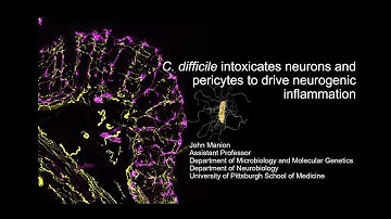 C  difficile intoxicates neurons and pericytes to drive neurogenic inflammation
