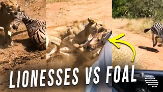 Lionesses Came Out From Behind Foal and Dragged It in Front of Vehicle