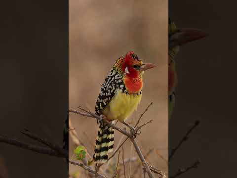 Vibrant Delight: Red-and-yellow