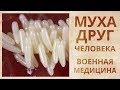 Удаление некротических тканей личинками мух