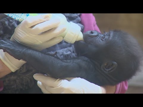Fort Worth Zoo preparing to transfer baby gorilla Jameela