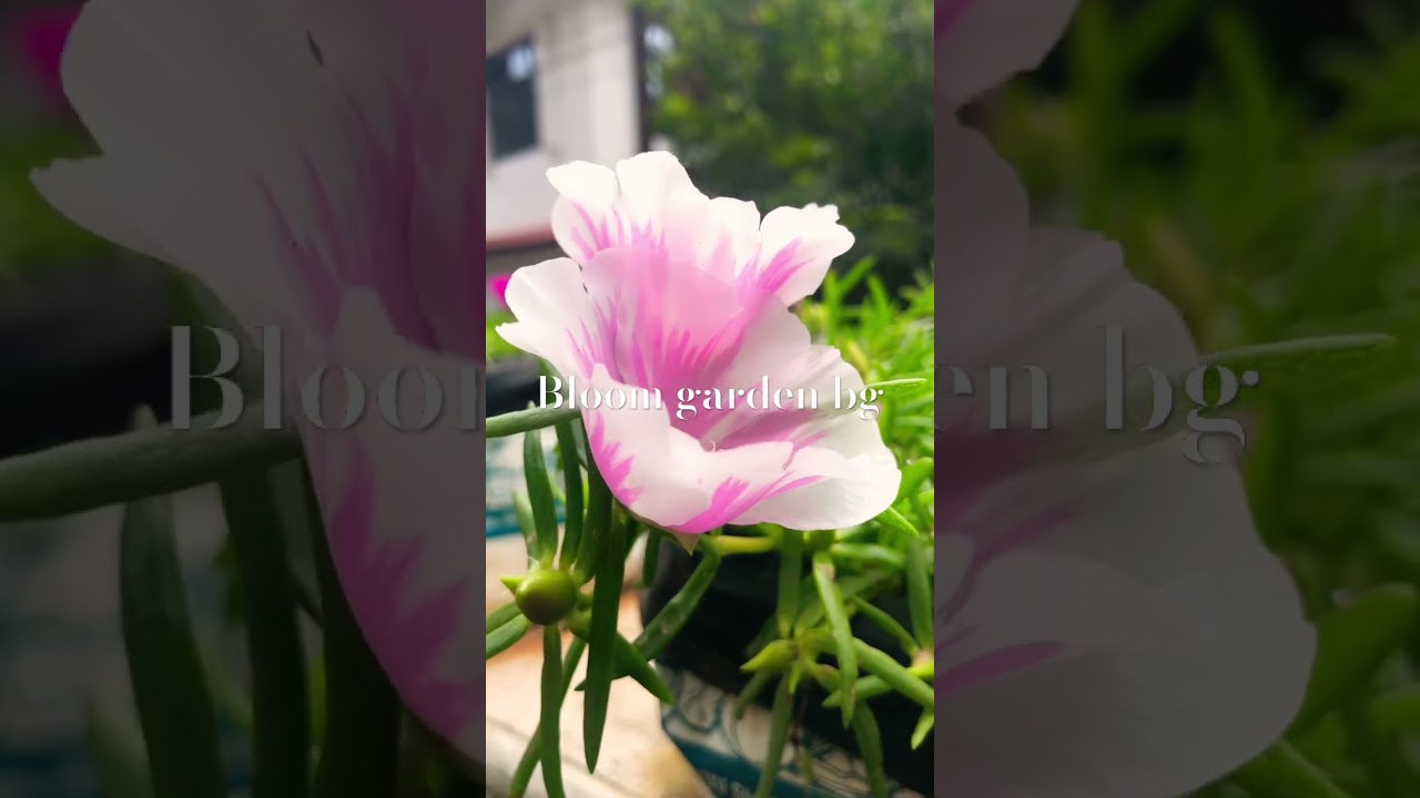 Jumbo pathumani pink strip |#pathumani #jumboportulaca|#pathumanipoovu #floweringplant