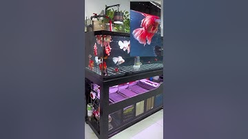 Kinh nghiệm chăm sóc cá vàng của cá nhân mình p2