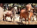 GIR BULL ARYA BREEDING To Top Class Sawan  Kapila Cow| ARYAMAN GIR GAUSHALA