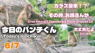 2026/6/7【優しすぎる】カラスに驚くパンチくんをお姉さん達が守ってくれた🐒🖤【So Sweet】The Girls Protected Punch-kun When a Crow Scared