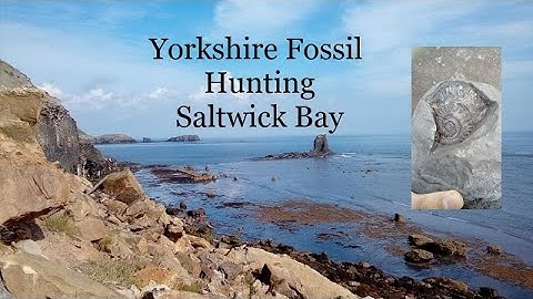 Yorkshire fossil hunting Saltwick bay part 2 June 20223 #Ammonites #Fossil Hunting #Fossil
