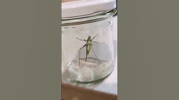 Capturing a Grasshopper: Quick Guide to Catching Nature