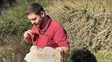 Insect sweep net training video
