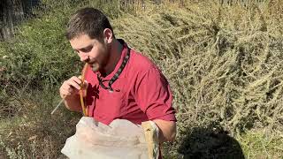 Insect sweep net training video