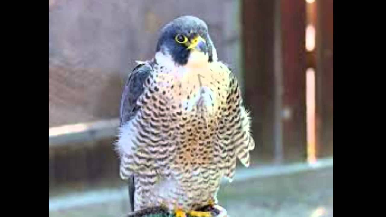 eagle vs falcon