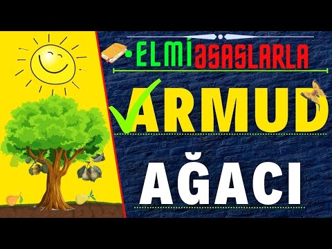 Video: Armud ağacları üçün gübrə - armudları necə və nə vaxt gübrələmək lazım olduğunu öyrənin