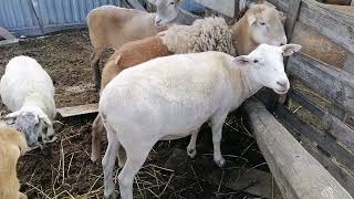 Линии Катумских овец и их характеристики