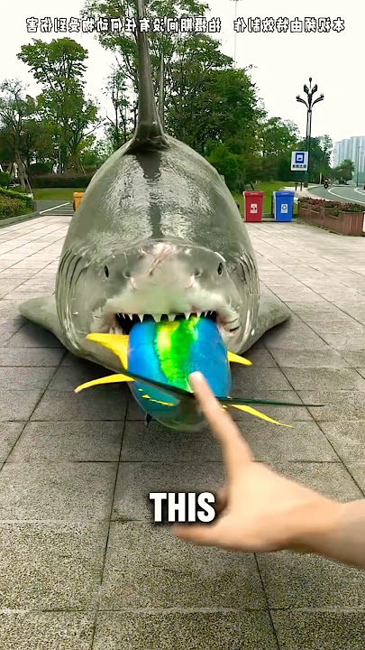 The Shark’s Belly Exploded 😂
