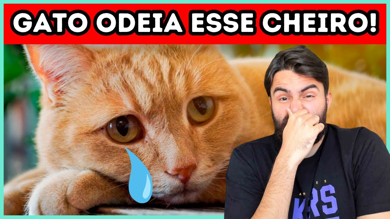 Se Você Usa Esses CHEIROS, Talvez Seu Gato Pense Que Você NÃO O AMA!