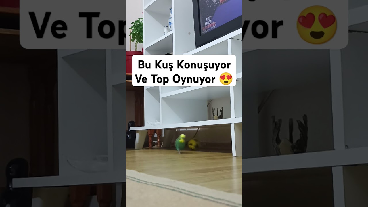 Çılgın Seni 😂 #muhabbetkuşu #muhabbetkuşu #talkingparot #talkingparot #birdsong #birds #budgies
