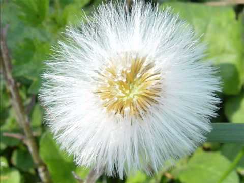 Gibran La Morte Youtube