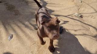 Filhote De Pitbull - Apbt - 2 Meses