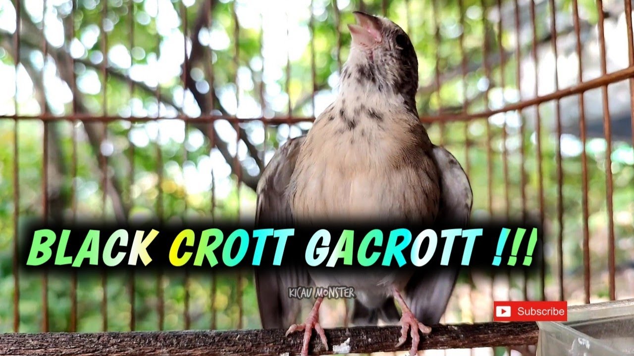 Black Throat Gacor Ngamuk Youtube 