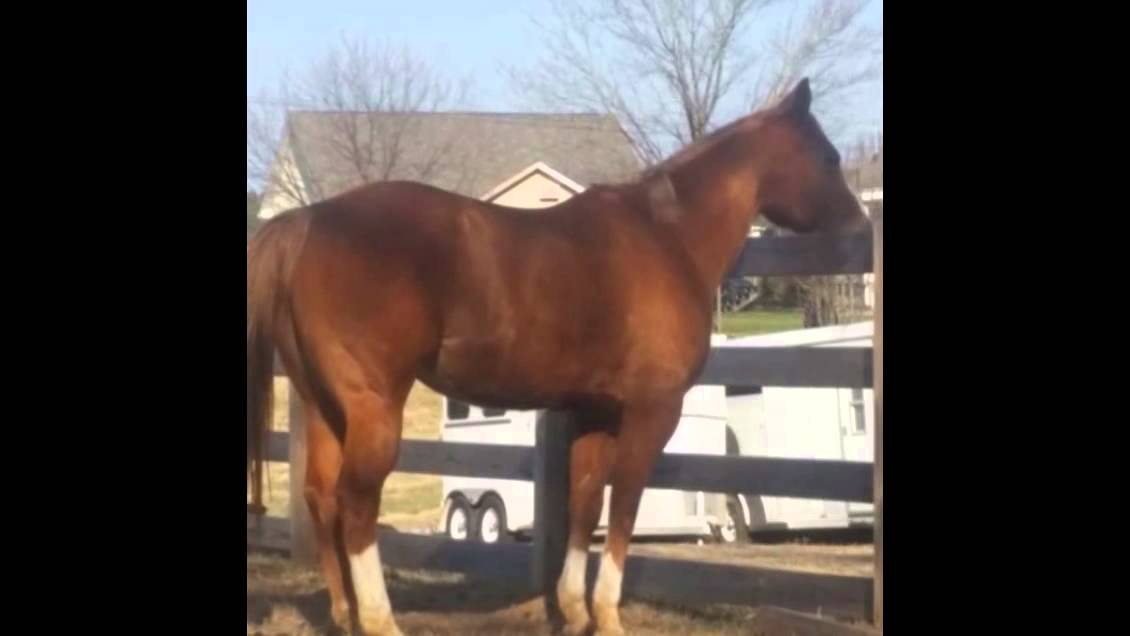 American Quarter Horse for Sale in Golden Sunshine YouTube