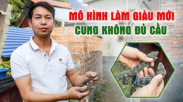 Nuôi Tắc Kè Gai Đen Tại Thái Nguyên - Mô Hình Làm Giàu Mới, Cung Không Đủ Cầu || LamNongTV