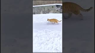 Funny Cats #funny #pets #catcomedy #catvideos #cat #catlover