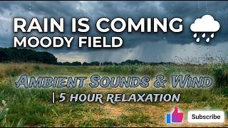 Rain is Coming 🌧️ Moody Field Ambient Sounds & Wind | 5 Hour Relaxation