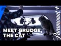 Star Trek: Discovery - Get To Know Grudge, The Cat