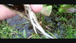 How To: Collect Native Aquatic Plants