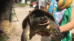 Une tortue serpentine agressive retrouvée dans la rue à Saint-André, village des Pyrénées-Orientales