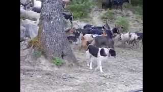 CANI DA GUARDIANIA ANTI LUPO CONTRO GLI ATTACCHI DEI LUPI IN ASPROMONTE - Calabria