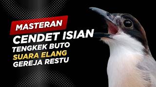 Download lagu Masteran Cendet Isian Tengkek Buto, Elang, Gereja Restu