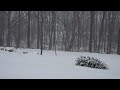 Fall Asleep Fast with Snow on a Forgotten Christmas Tree