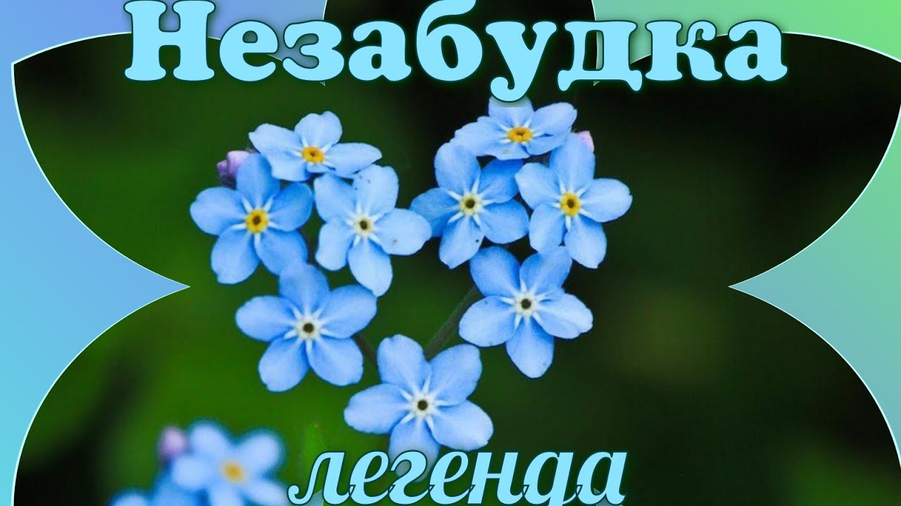 Незабудка рассказ. Легенда о незабудке. Незабудка мой любимый цветок. Рассказ о незабудке. Растение Незабудка рассказать.