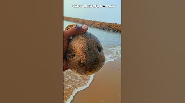 puffer fish returned to their sea|| #shorts #trending #sea #pufferfish