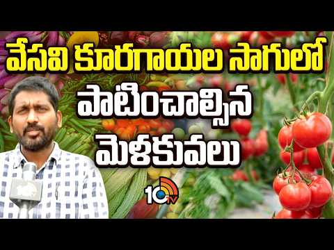 Key Tips for Summer Vegetable Cultivation| వేసవి కూరగాయల సాగులో పాటించాల్సిన మెళకువలు | 10TV - 10TVNEWSTELUGU