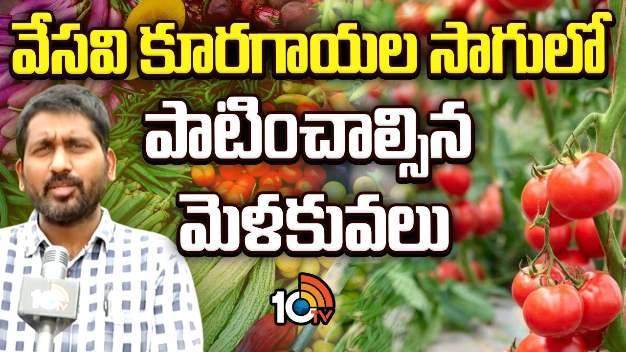 Key Tips for Summer Vegetable Cultivation| వేసవి కూరగాయల సాగులో పాటించాల్సిన మెళకువలు | 10TV