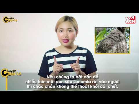 Video Loài sâu có nọc độc mạnh hơn cả rắn hổ mang - youtube