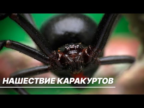 Пугающее нашествие каракуртов в России. Ядовитые пауки оккупировали степные регионы, что делать?