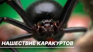Пугающее нашествие каракуртов в России. Ядовитые пауки оккупировали степные регионы, что делать?