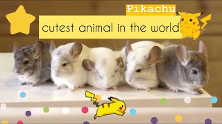 CHINCHILLA the real life Pikachu | cutest animal in the world by Now You Know [Voice for Animals] 930 views 5 years ago 3 minutes, 6 seconds