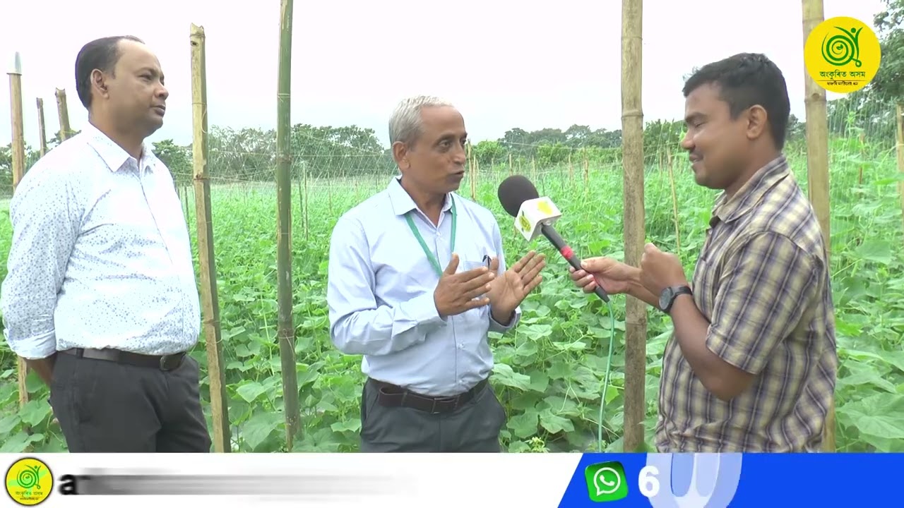 এবিঘা মাটিৰ পৰা বছৰত ১- ডেৰ লাখ টকা কেনেকৈ উপাৰ্জন কৰিব!