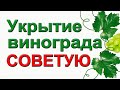 Как укрыть взрослый виноград на зиму.  Надежный и простой способ