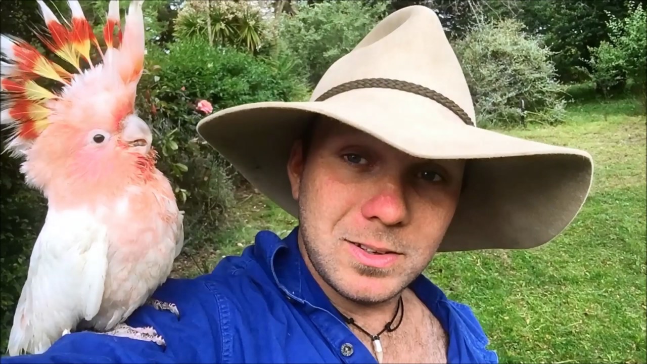 wickedsick Wicked Wildlife - Video Intro