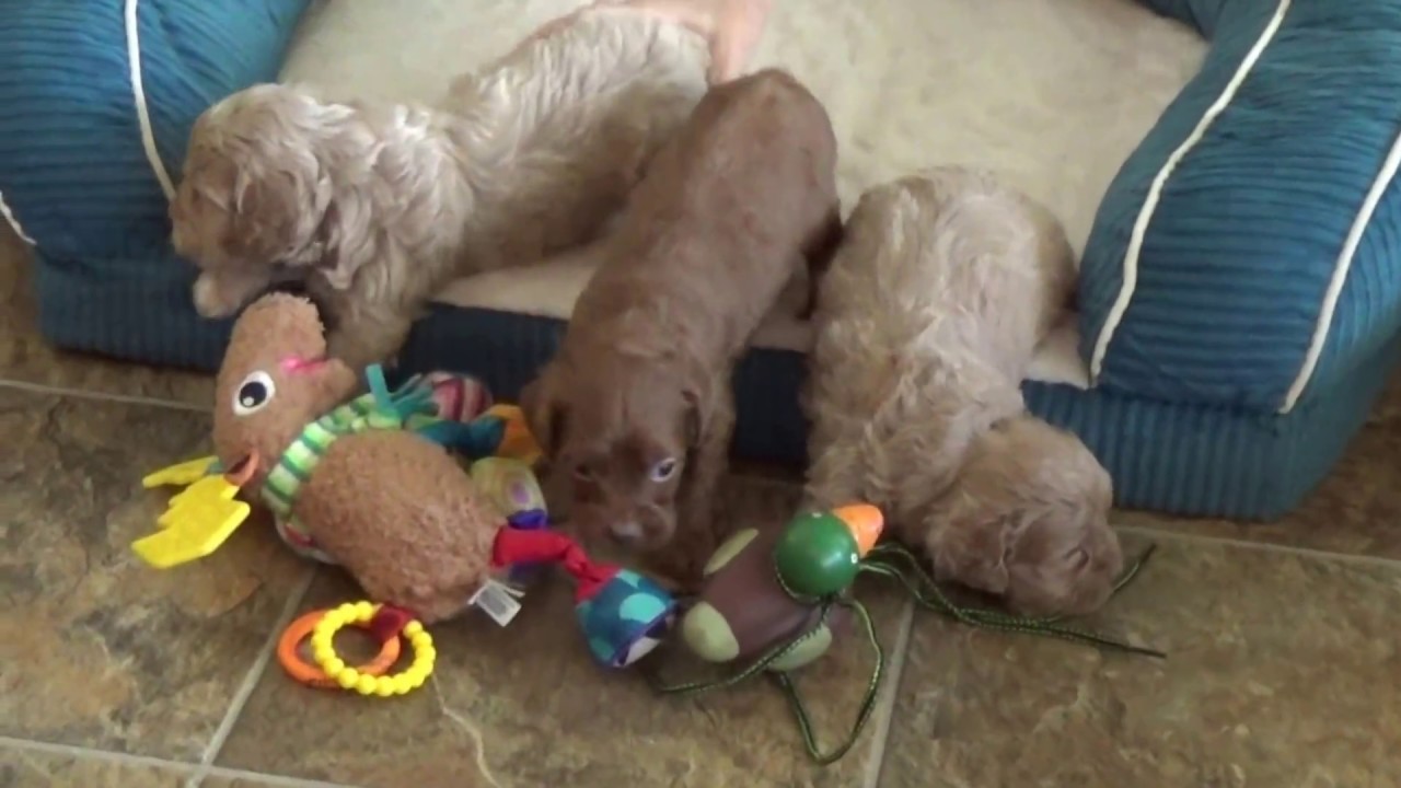 Linda, Larry and Lazer cavapoo pups 417 359-9598 ready Dec 9 doodle معنى