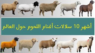 أشهر انواع سلالات الأغنام لإنتاج اللحوم حول العالم