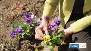 How To Add Pansies For Early Garden Color - Homeclick Garden Tip