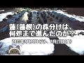 蓮(蓮根)の株分けは、何処まで進んだのか？  2023年2月14日(火)、2月17日(金)