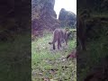 Mountain Lion #crittercam #freyvineyards #mountainlion #naturereserve